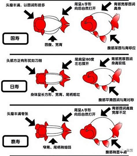 小金魚品種|11種市面上常見的金魚，你養過幾種？